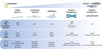 Zebrafish Is a Powerful Tool for Precision Medicine Approaches to Neurological Disorders